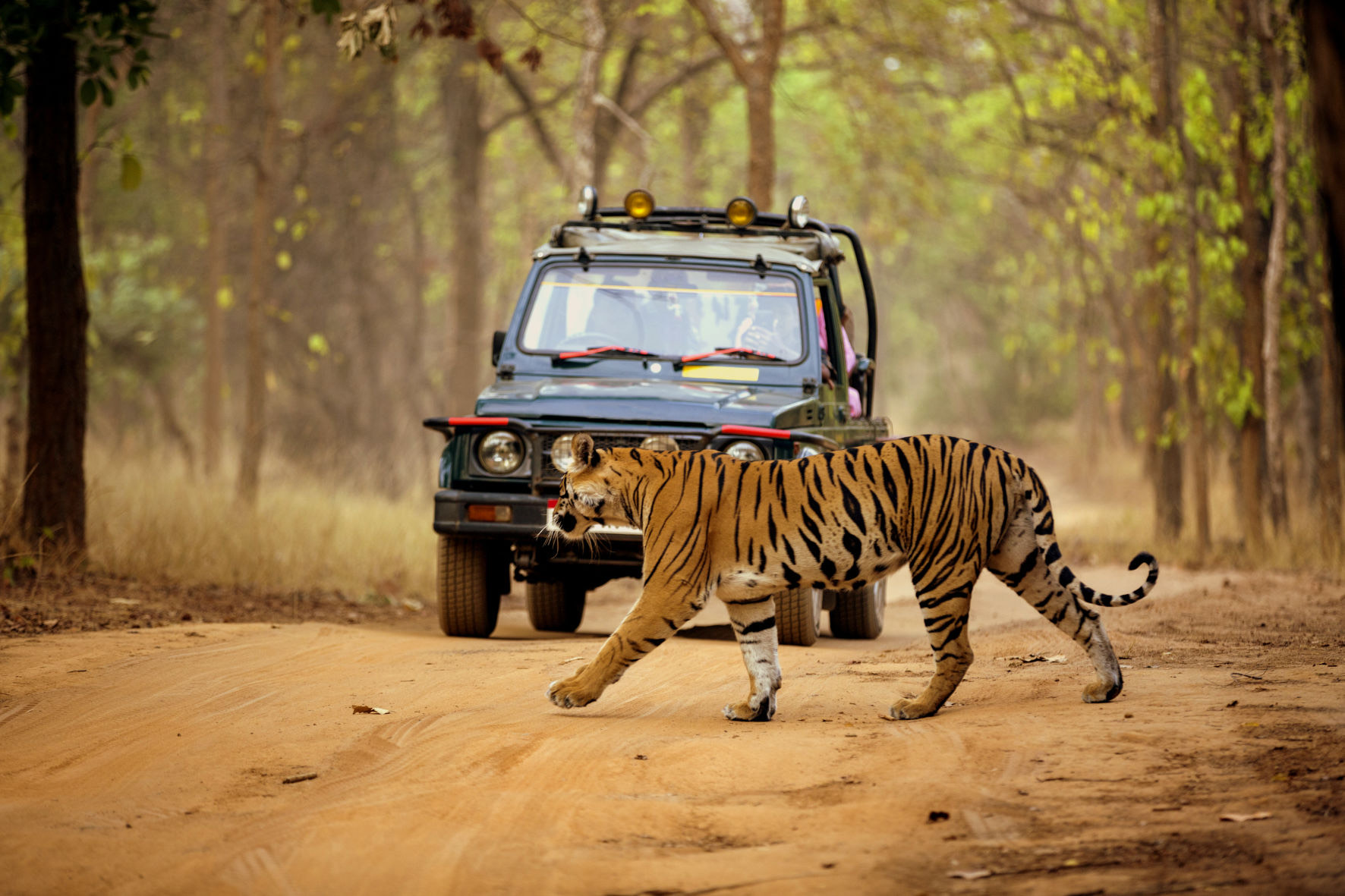 Tiger Safari at Alizanza Gate at City Flora Tiger Resort