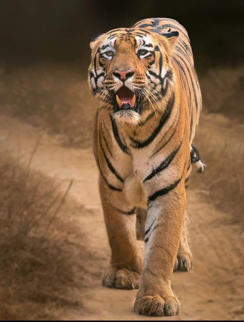 Nature Walks & Evening Tracking at City Flora Tiger Resort